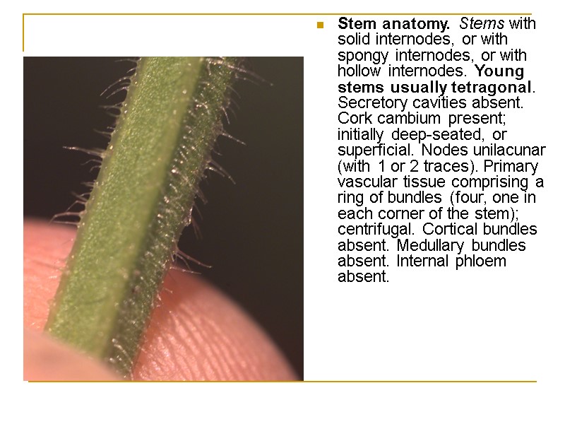 Stem anatomy. Stems with solid internodes, or with spongy internodes, or with hollow internodes.